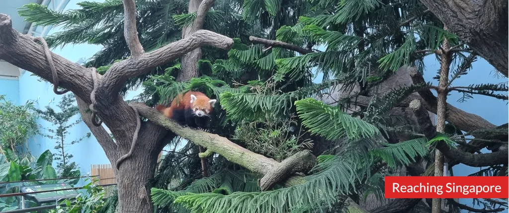 Photo of red panda at Singapore River Wonders